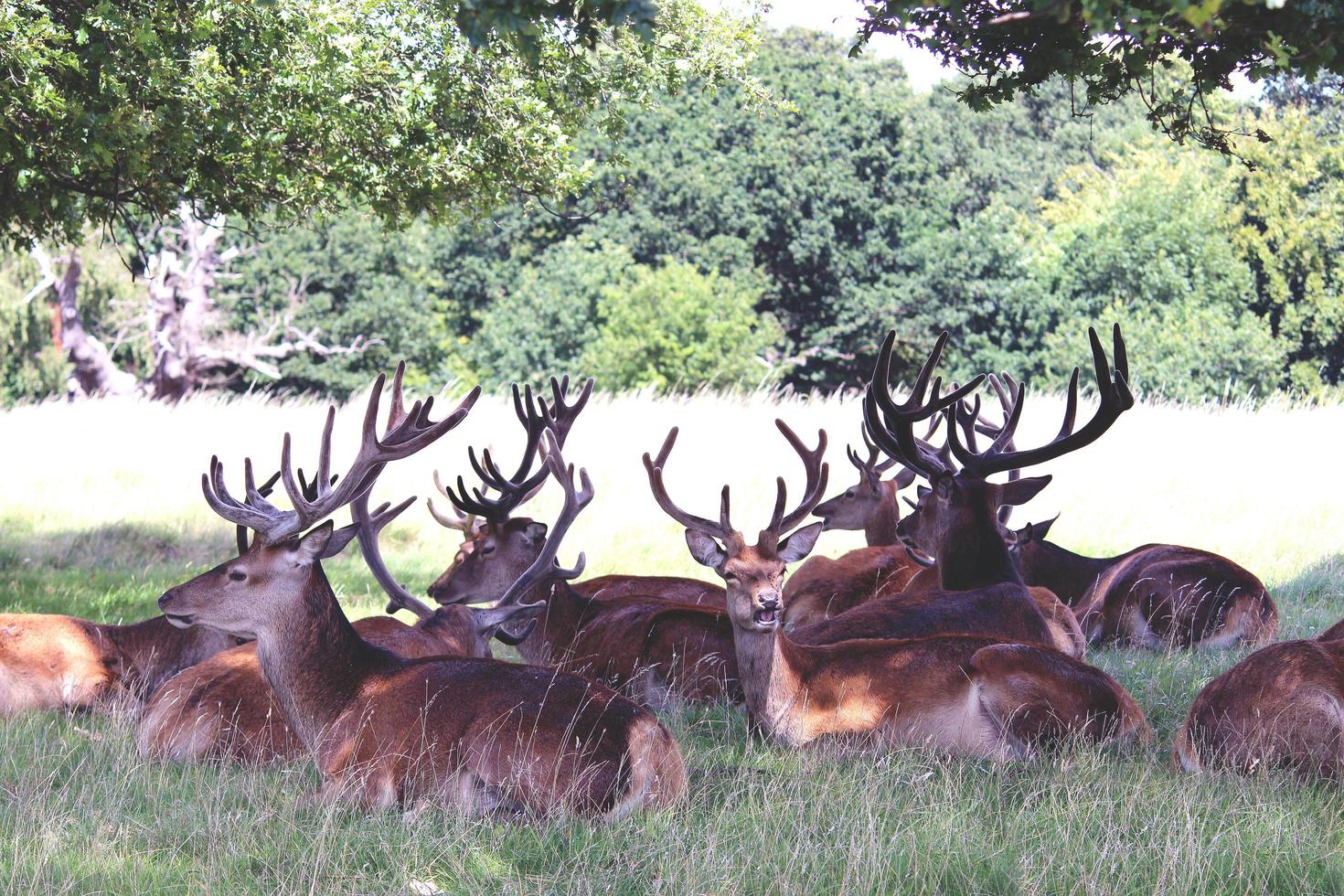 grupo de veados descansando no campo foto