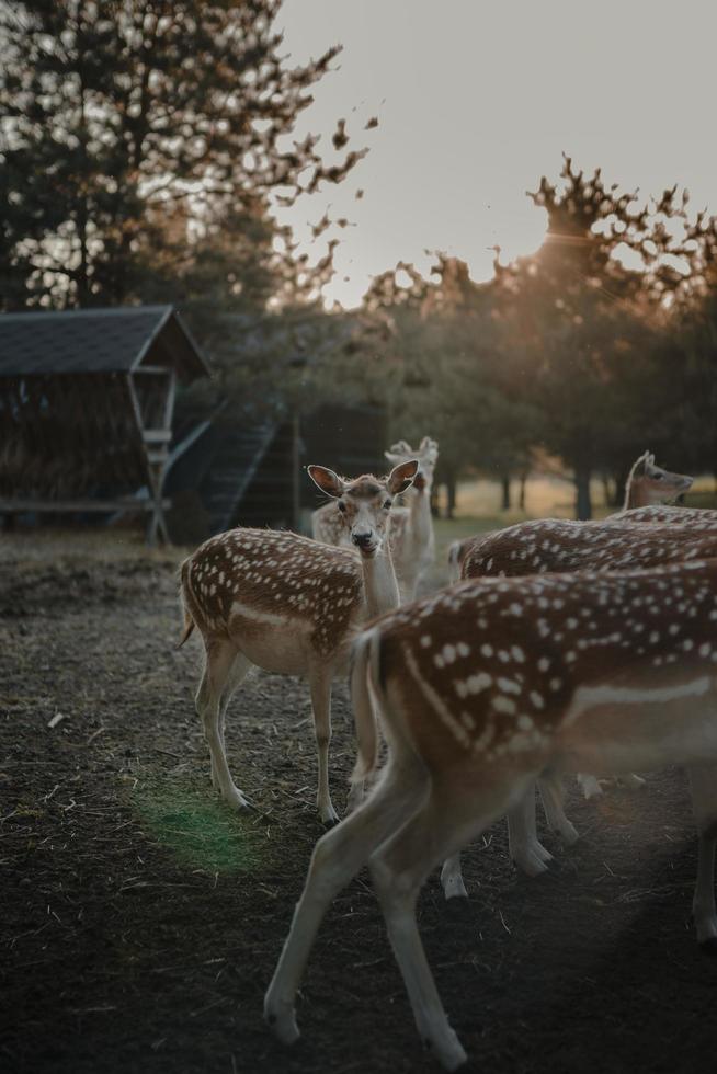 veado marrom no campo foto