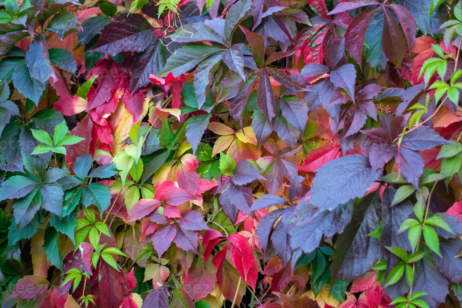 folhas coloridas de uvas selvagens no outono foto