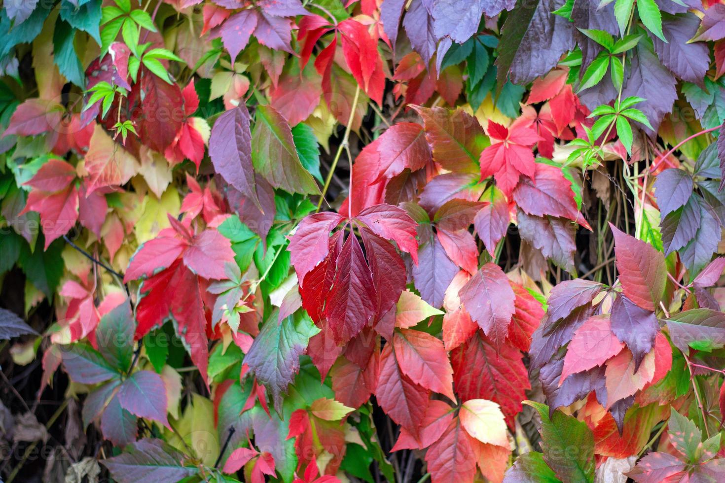 folhas coloridas de uvas selvagens no outono foto