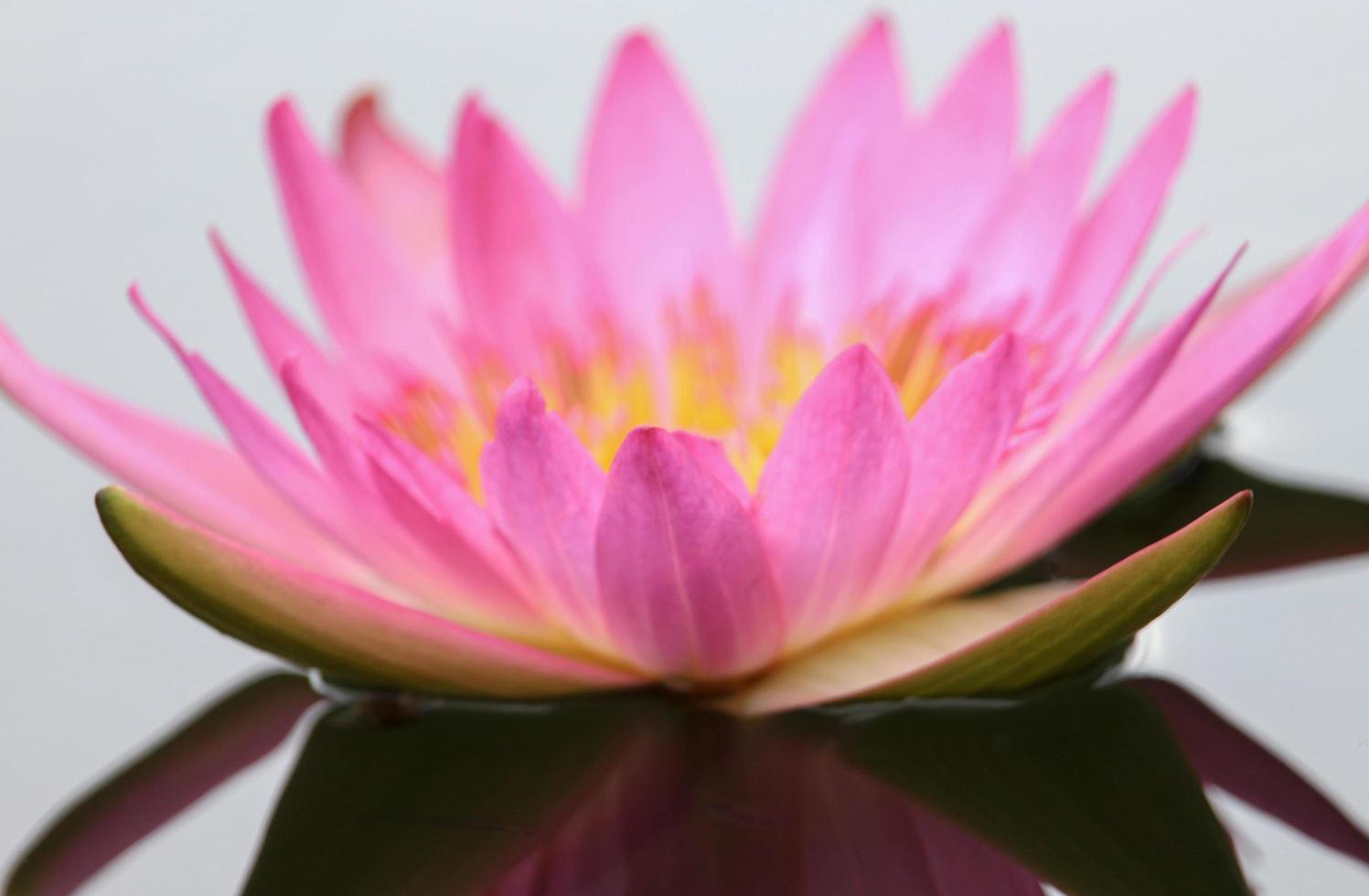 flor de lótus rosa foto