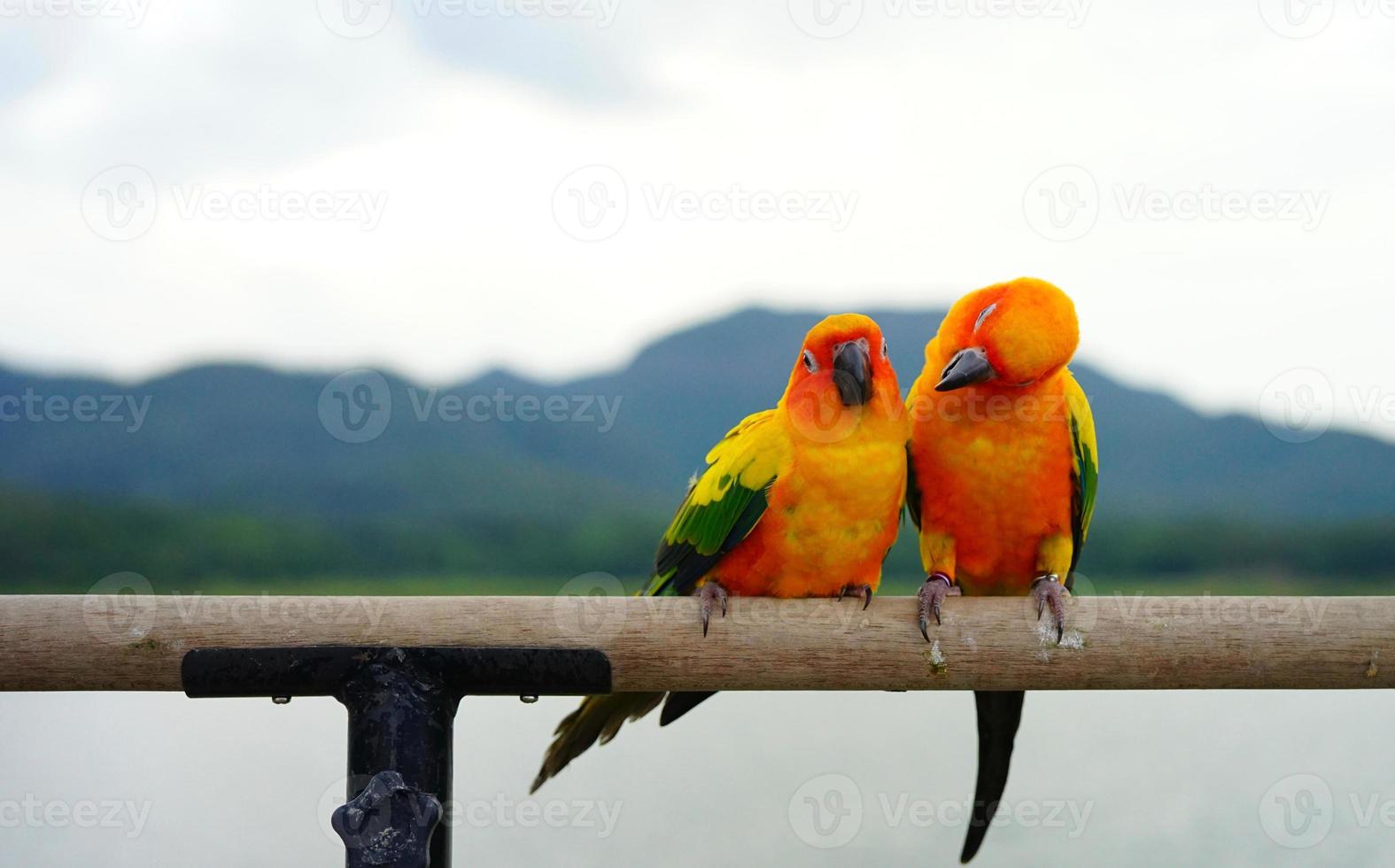 sol conure lindo casal de papagaios ou periquitos aratinga solstitialis animal de estimação exótico adorável foto