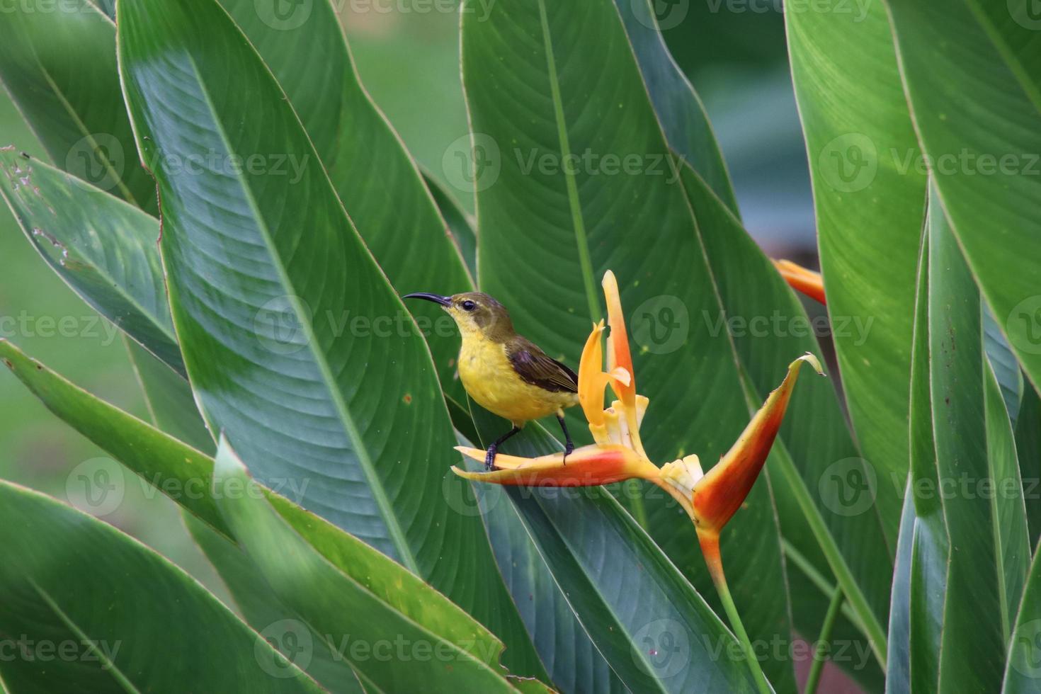 passarinho de oliva foto