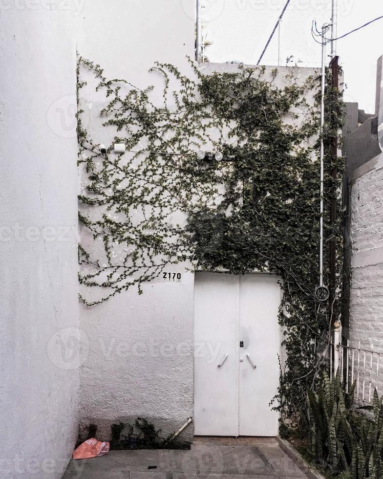 fachada de uma casa com plantas alpinistas, hera crescendo na parede. foto