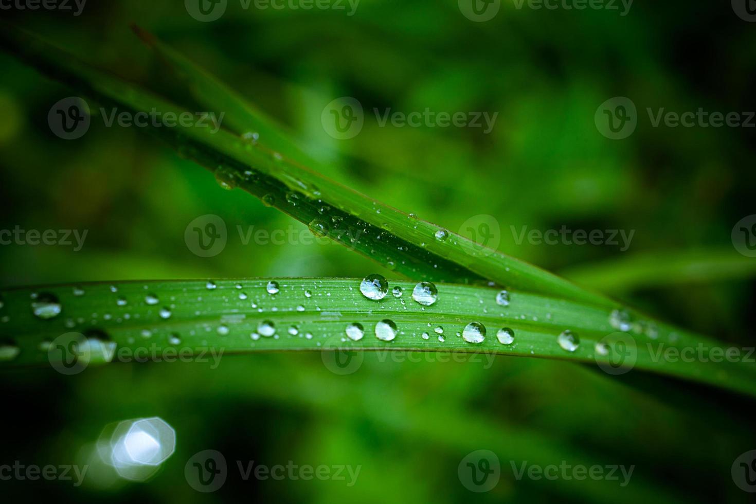 gotas de água na grama verde. macro foto