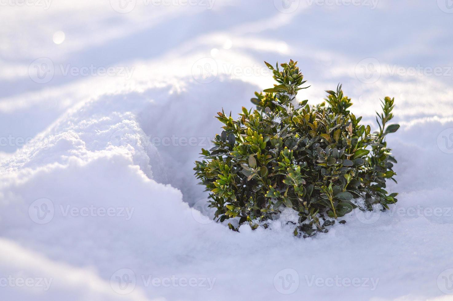 arbusto de buxo coberto de neve em tempo ensolarado, fundo de inverno foto