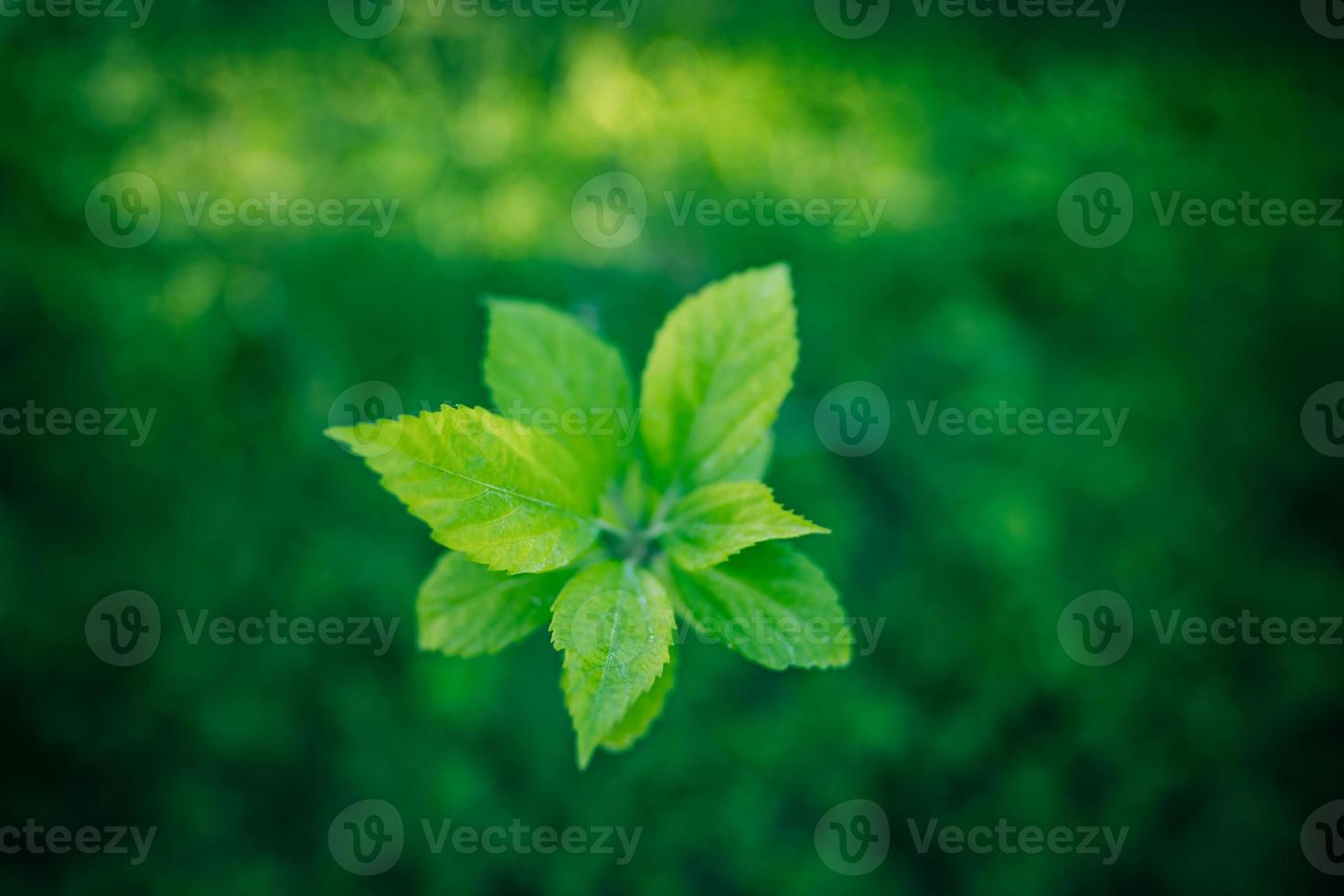 natureza das folhas verdes no jardim no verão. folhas verdes naturais plantas usando como fundo de primavera. ecologia de folhagem turva ou papel de parede de vegetação, planta natural artística de vista superior. abstrato verde fresco foto