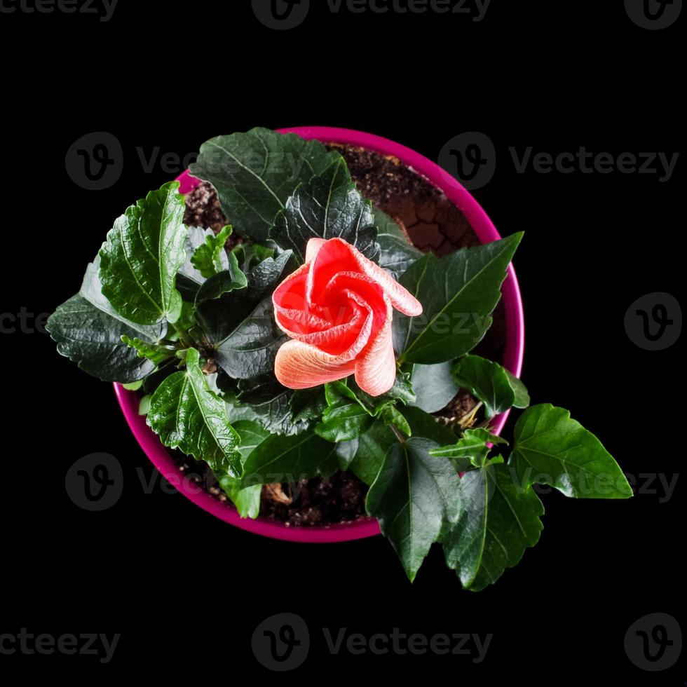 flor de hibisco com botão na vista superior do vaso 1240197 Foto de stock no  Vecteezy