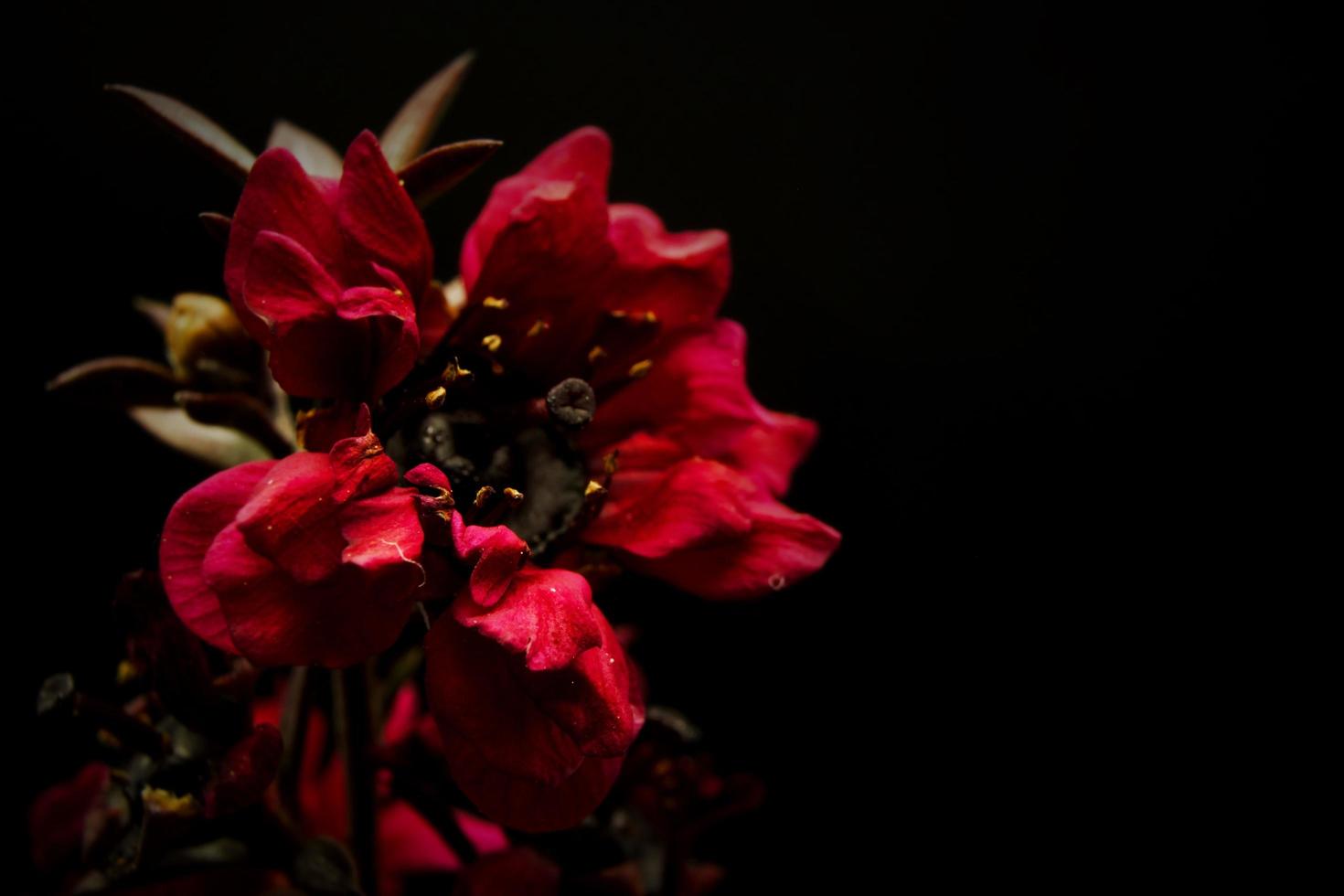 flores vermelhas desabrochando foto