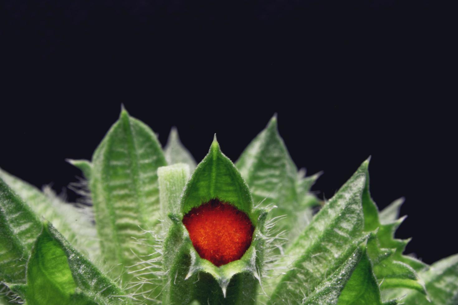 fruta vermelha em uma folha verde foto