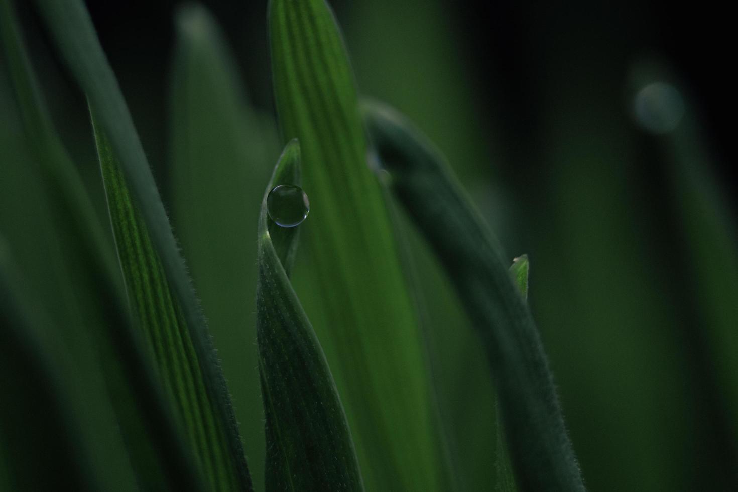 orvalho da água em uma folha verde. foto