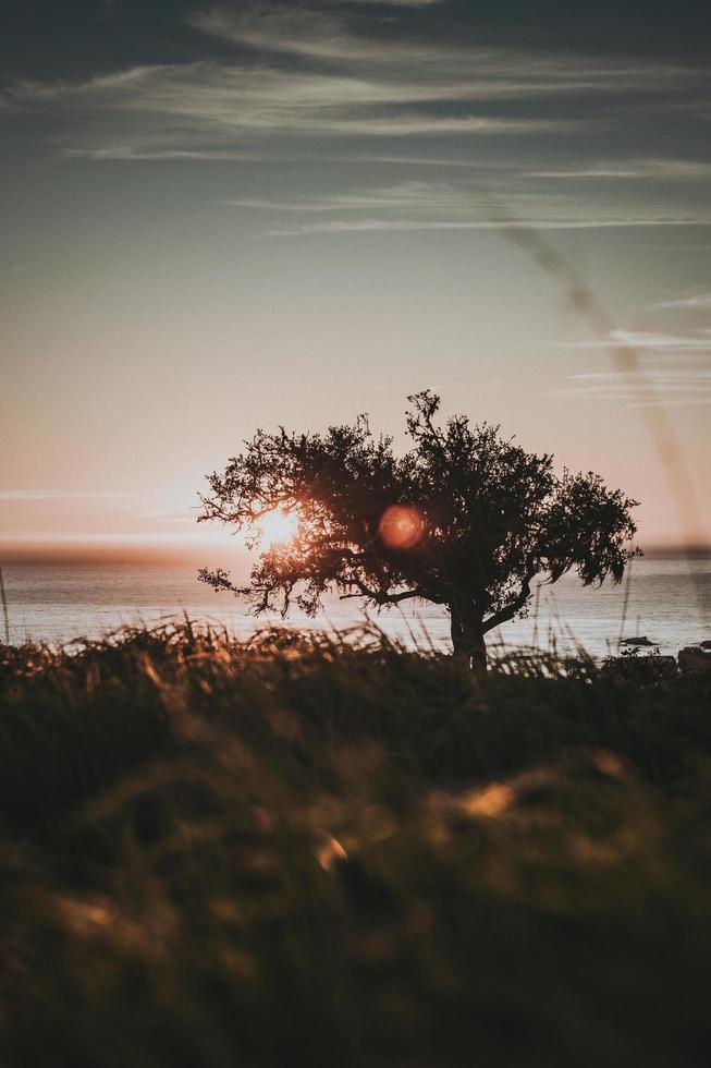 árvore perto do corpo d'água durante o pôr do sol foto