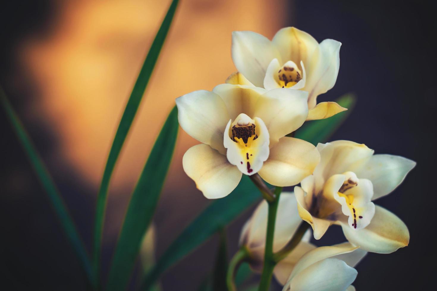 flores brancas e amarelas da orquídea foto
