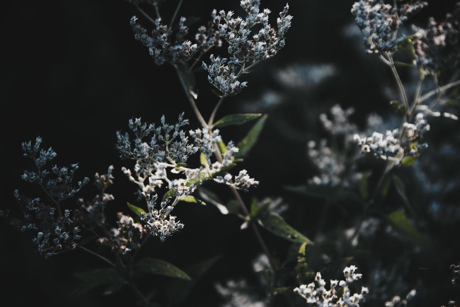 fechar foto de flores