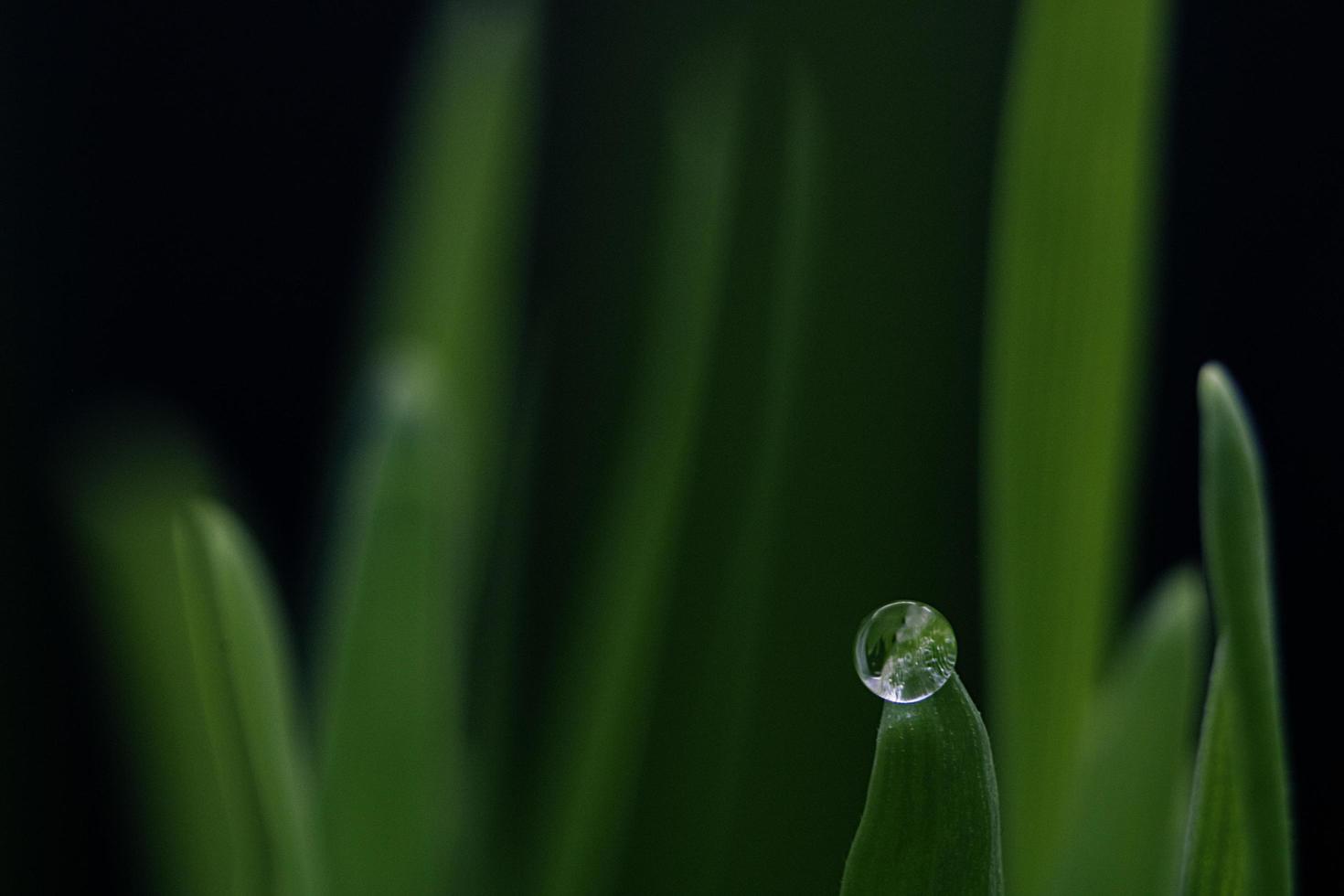 gota d'água na folha verde foto