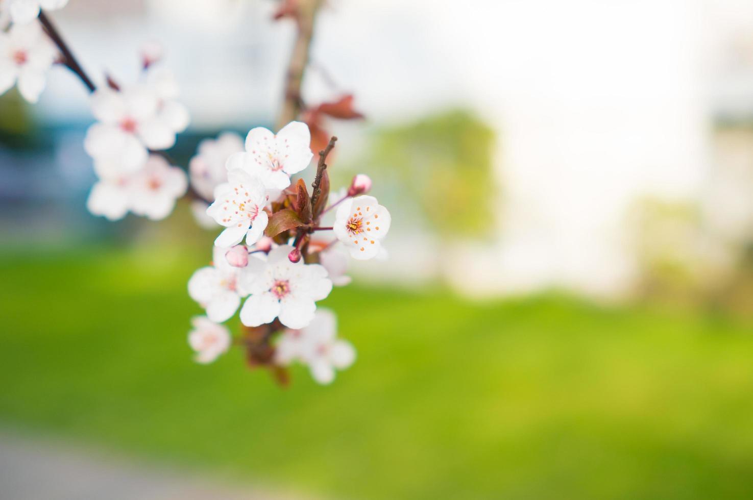 closeup de flores de cerejeira foto