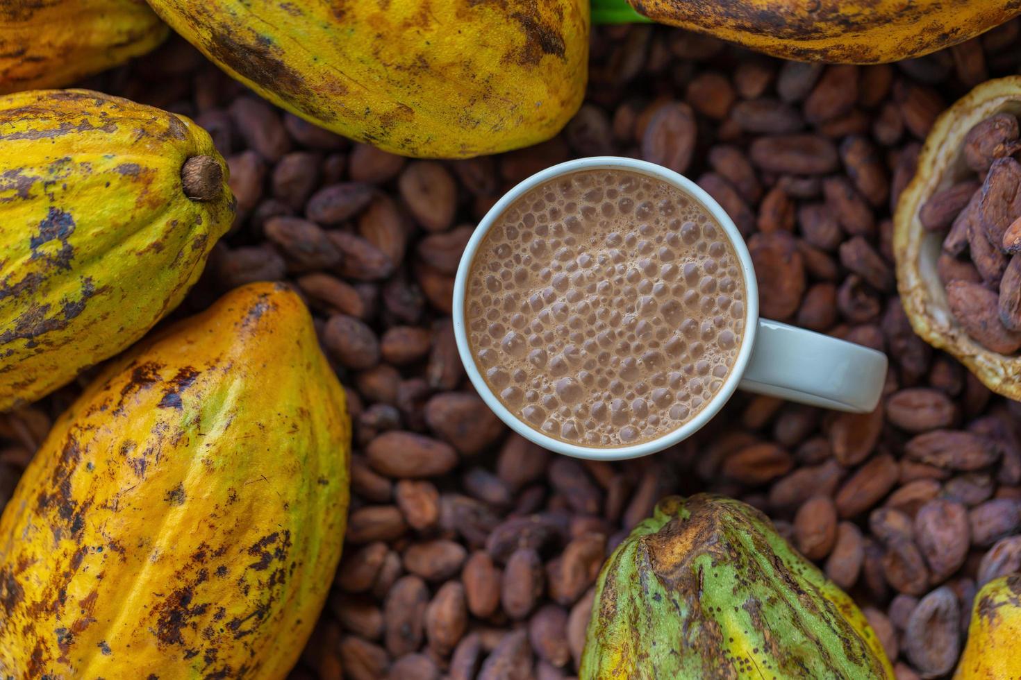 grãos de cacau e frutos de cacau foto