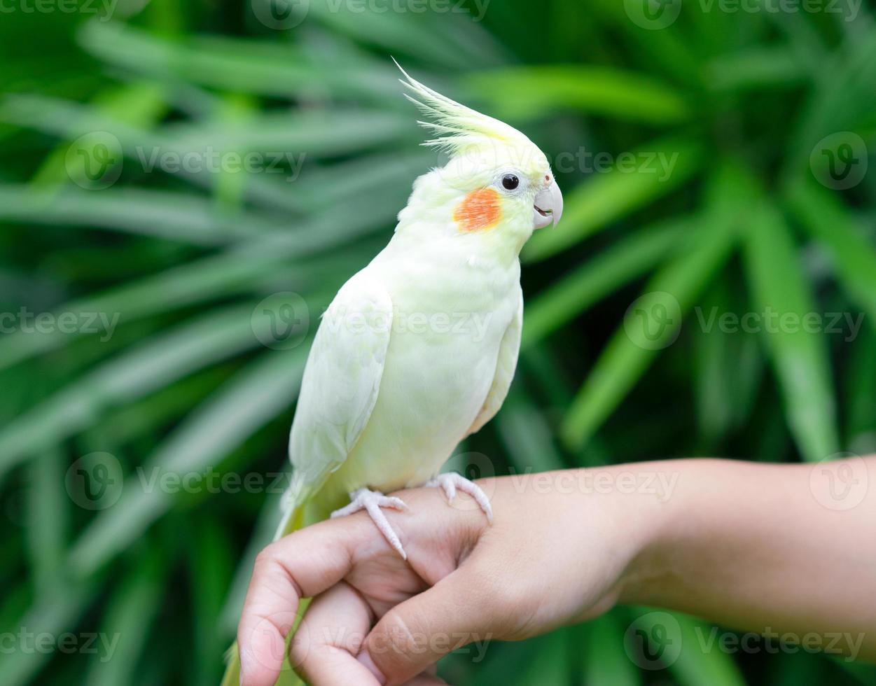 papagaio calopsita no jardim. pássaro para animais de estimação foto