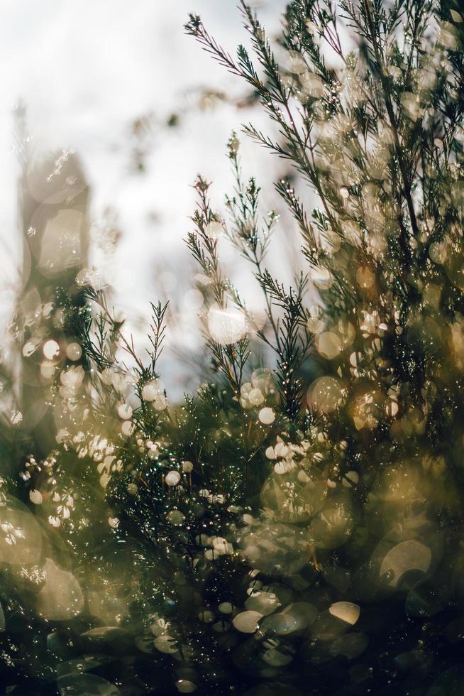 árvore verde e gotas de orvalho foto