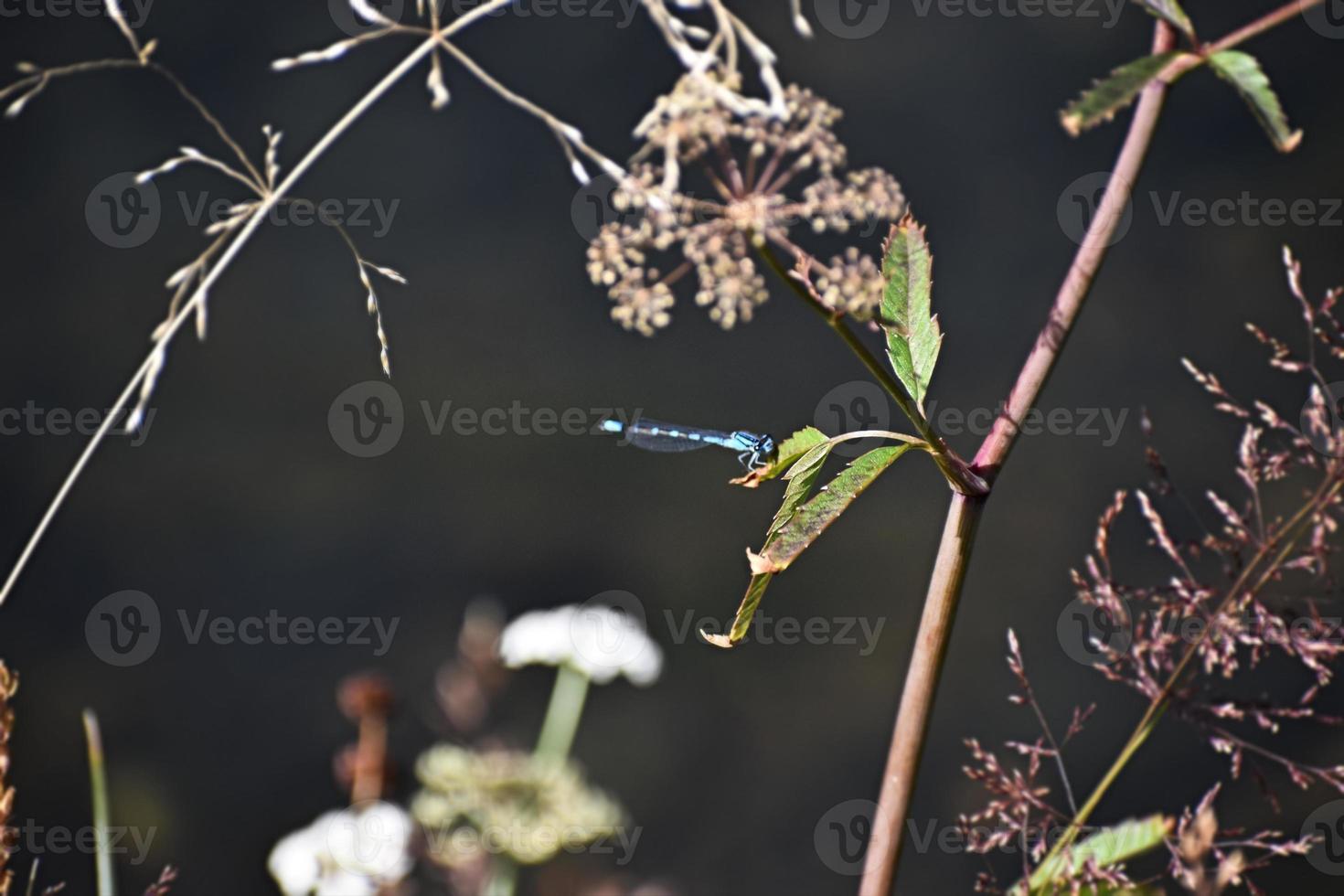 linda libélula azul em uma flor silvestre no parque nacional de yellowstone foto