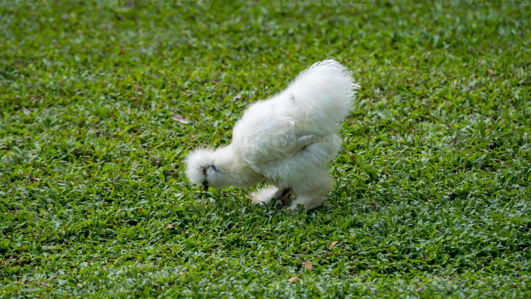 galinha de seda sedosa ou chinesa andando no campo foto