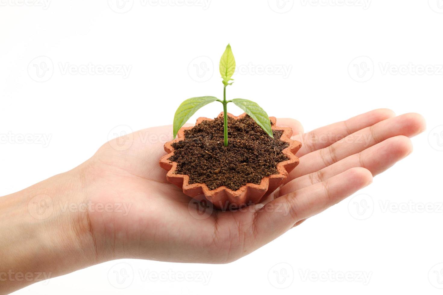 mão segurando uma planta bebê foto