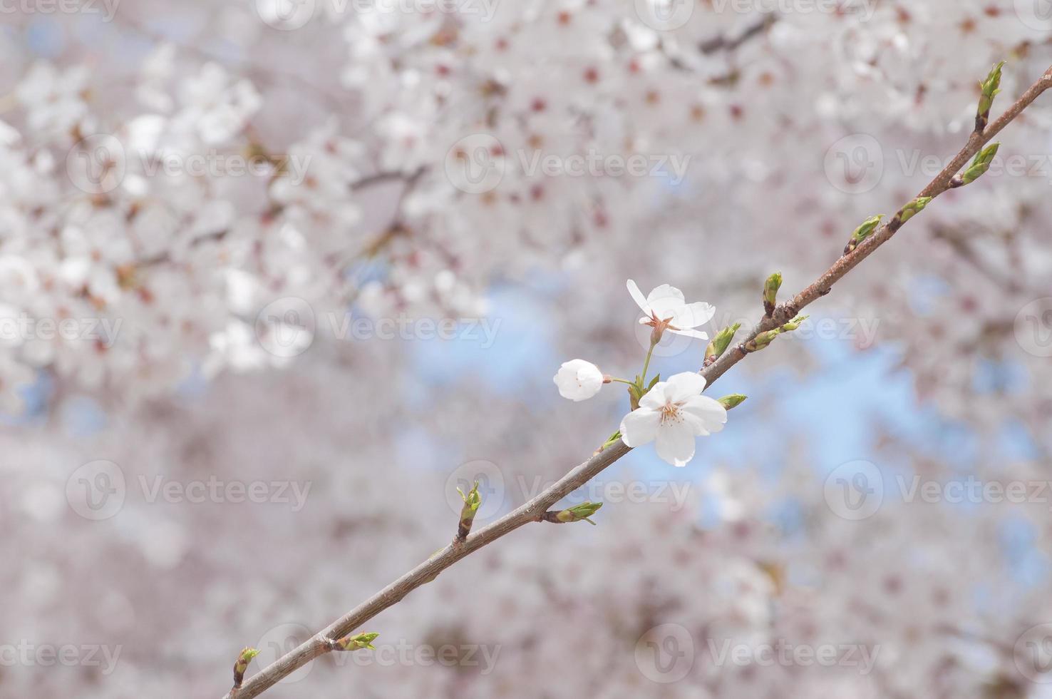 imagem de flor de cerejeira foto