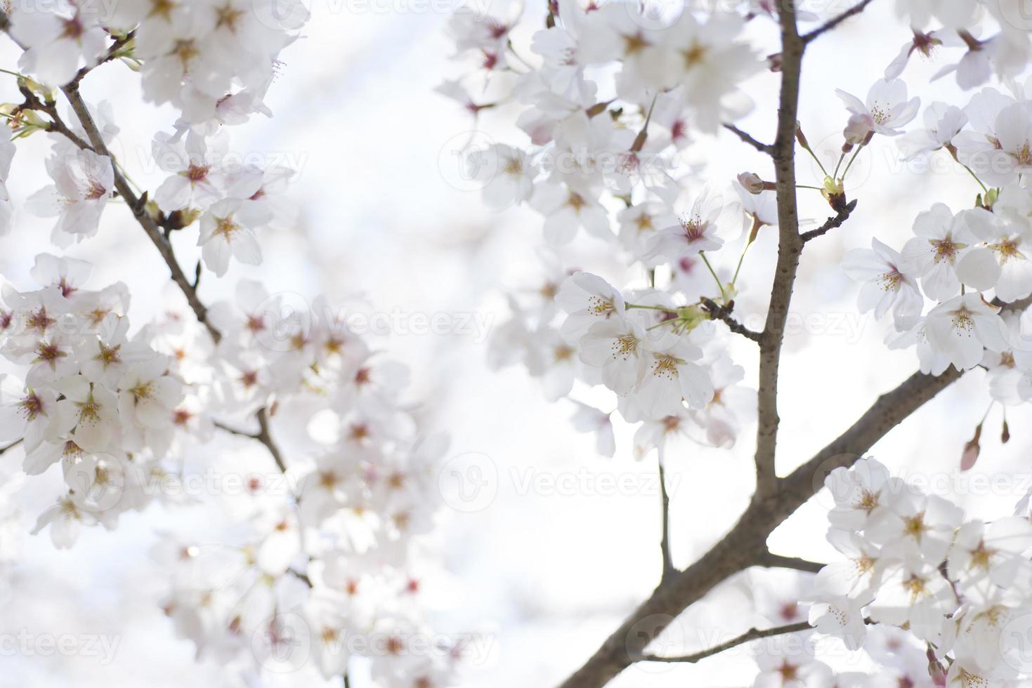 imagem de flor de cerejeira foto