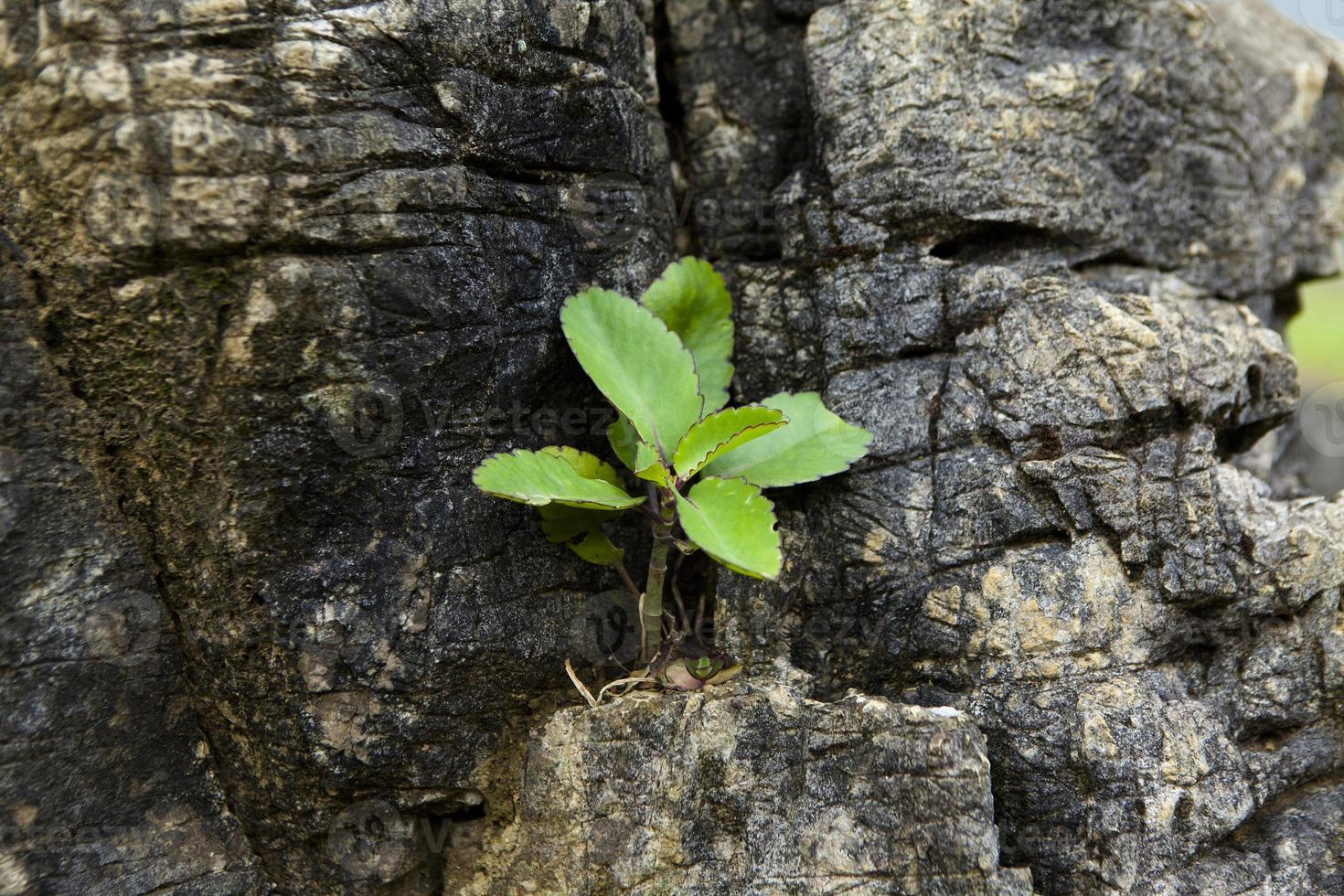 pequena planta vive e cresce na rocha foto