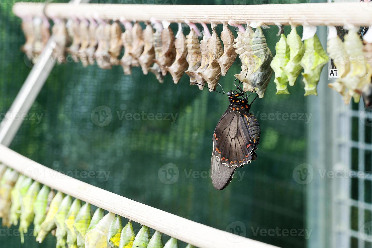 borboleta emergente foto