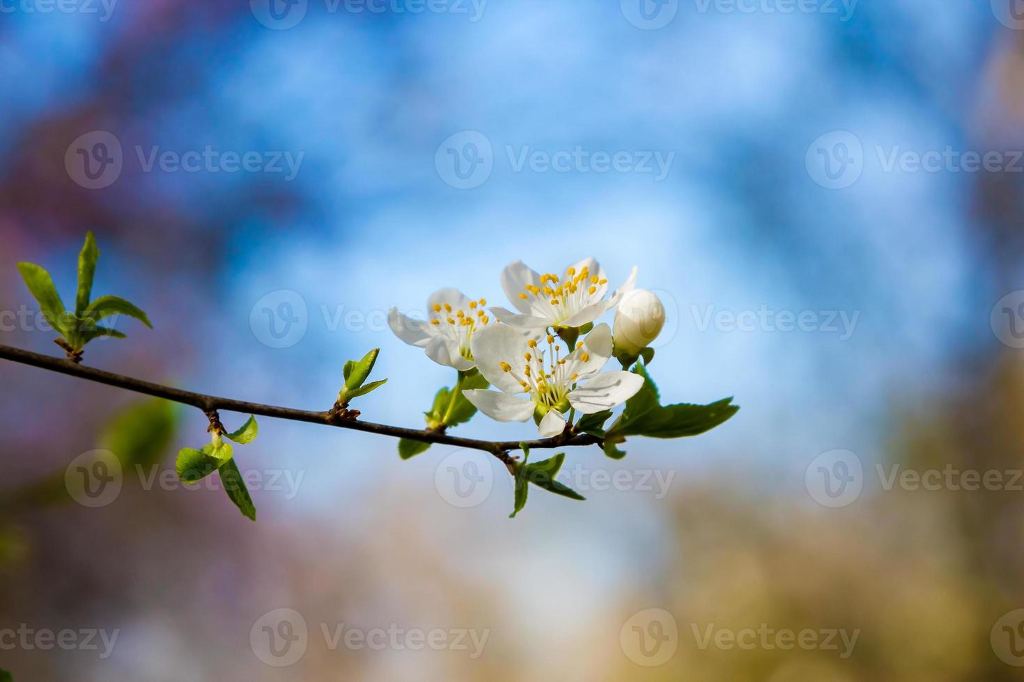 cerejeira da primavera foto
