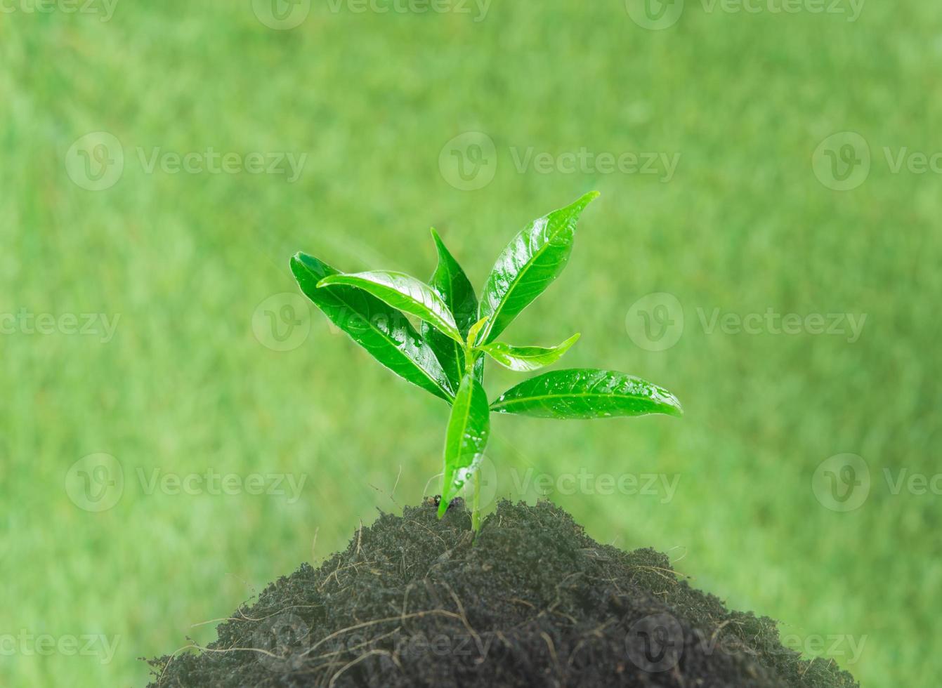 jovem planta verde nova vida foto