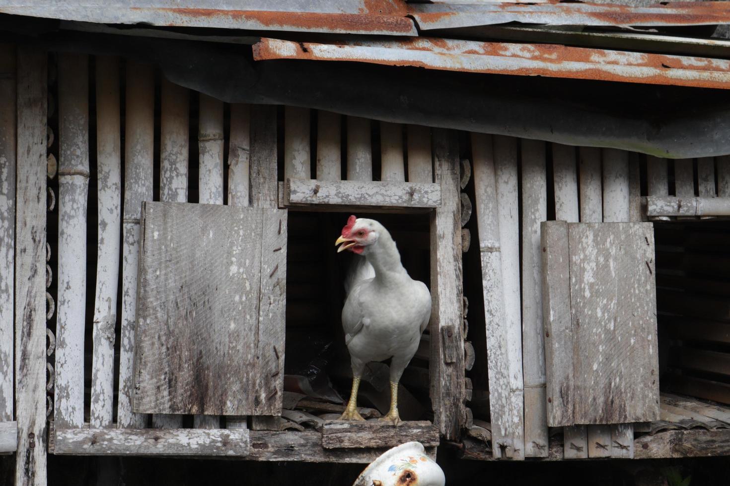 galinha de estimação, um animal manso, tem asas e põe ovos, com textura de pelo branco foto