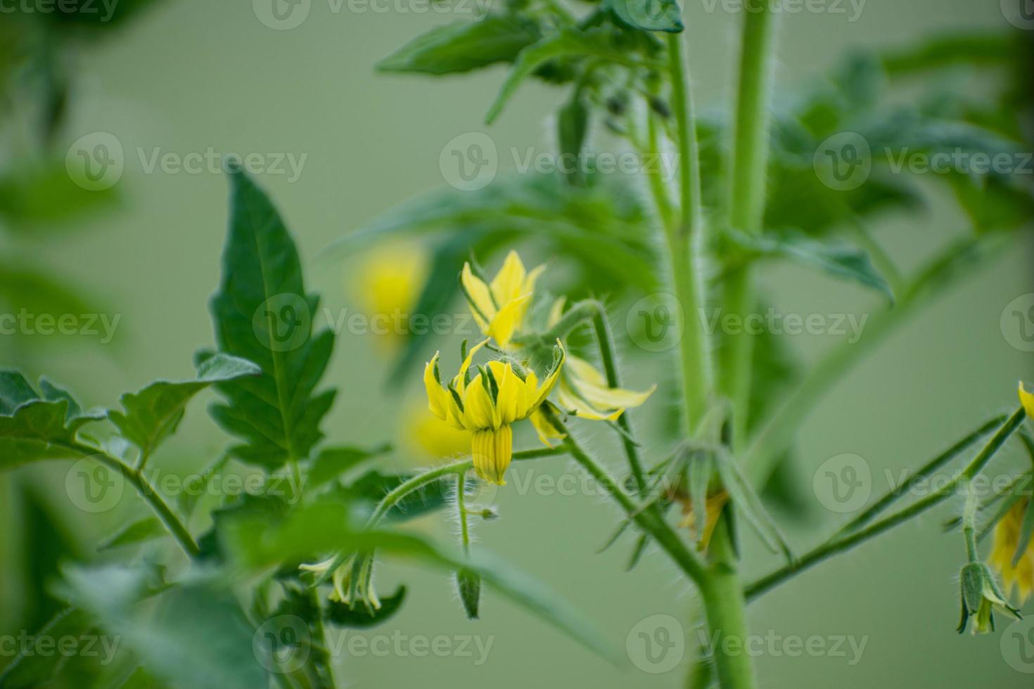 close-up de flor de tomate. floração de tomates no jardim. foto