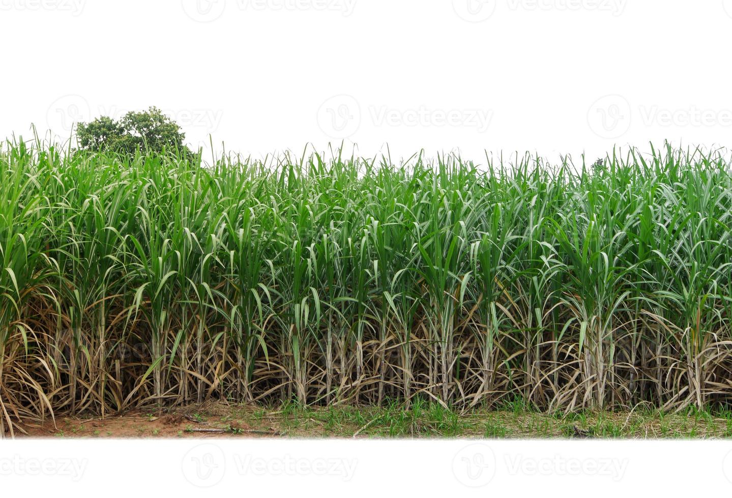 cana-de-açúcar isolada no fundo branco e traçado de recorte foto