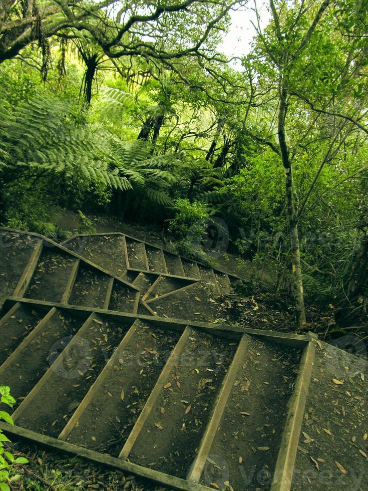 escadas na floresta foto