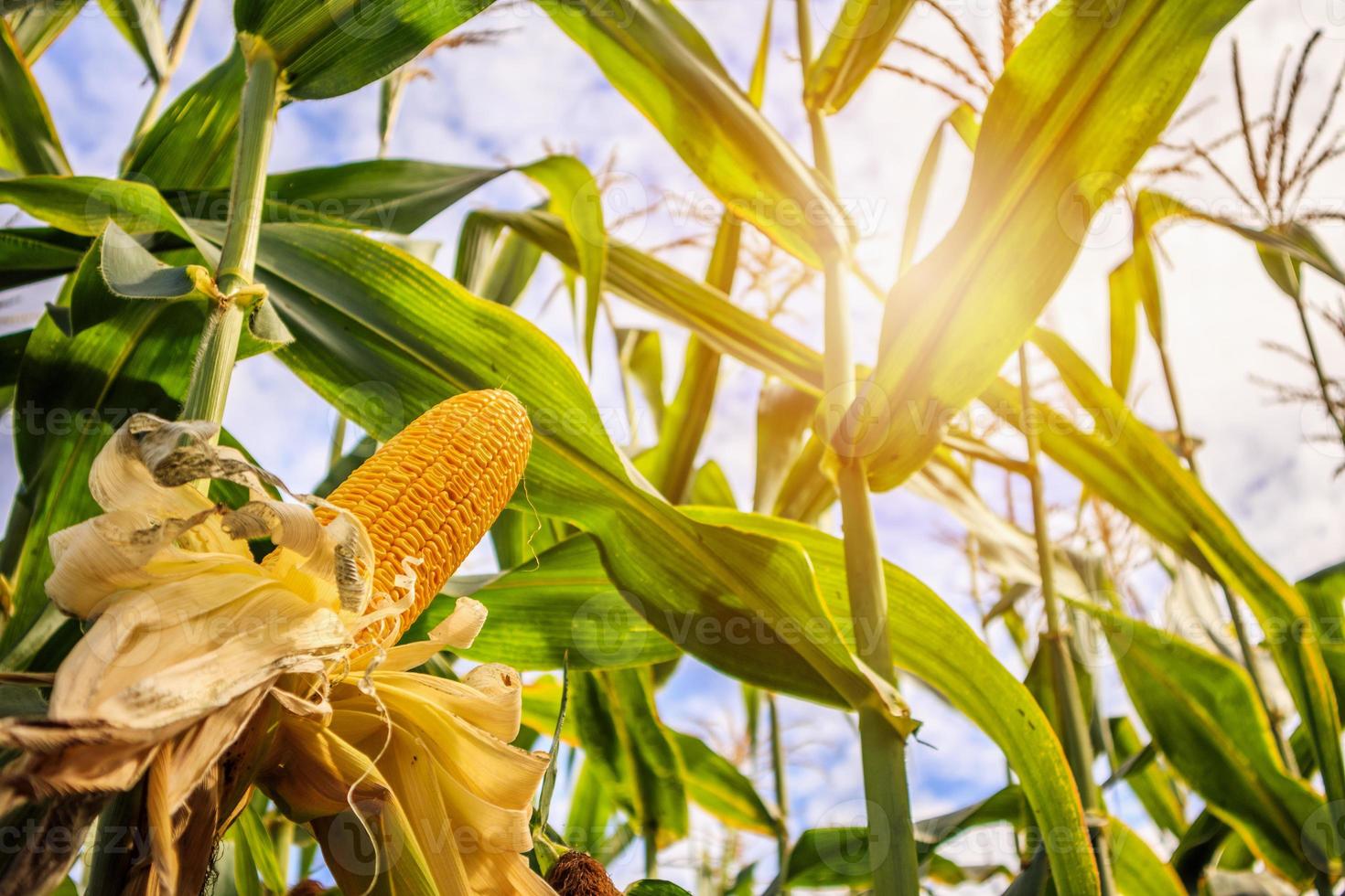crescimento de espiga de milho no campo de agricultura ao ar livre com nuvens e céu azul foto