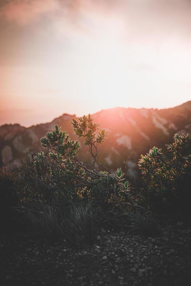 plantas perto de montanha sob céu nublado foto