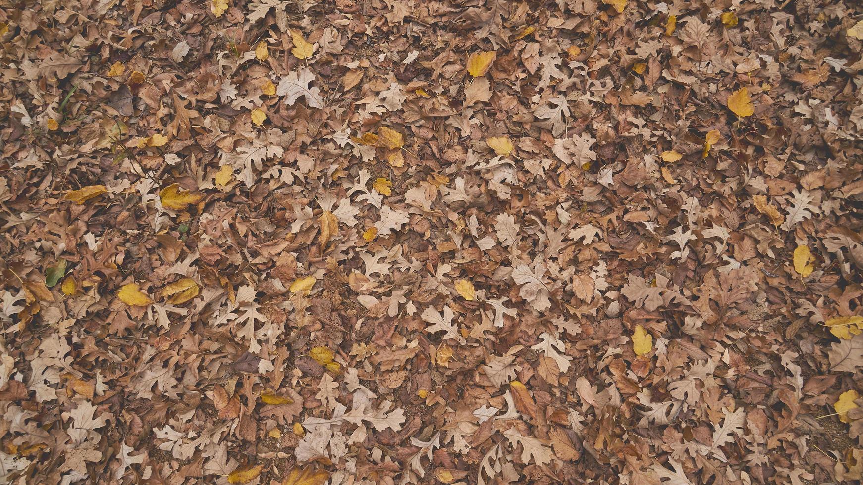 folhas de bordo no chão foto