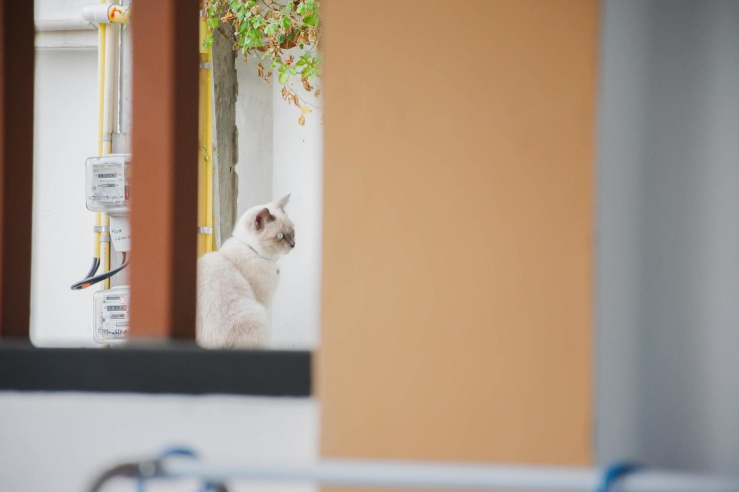 vivendo a vida de um gato em uma cidade grande foto