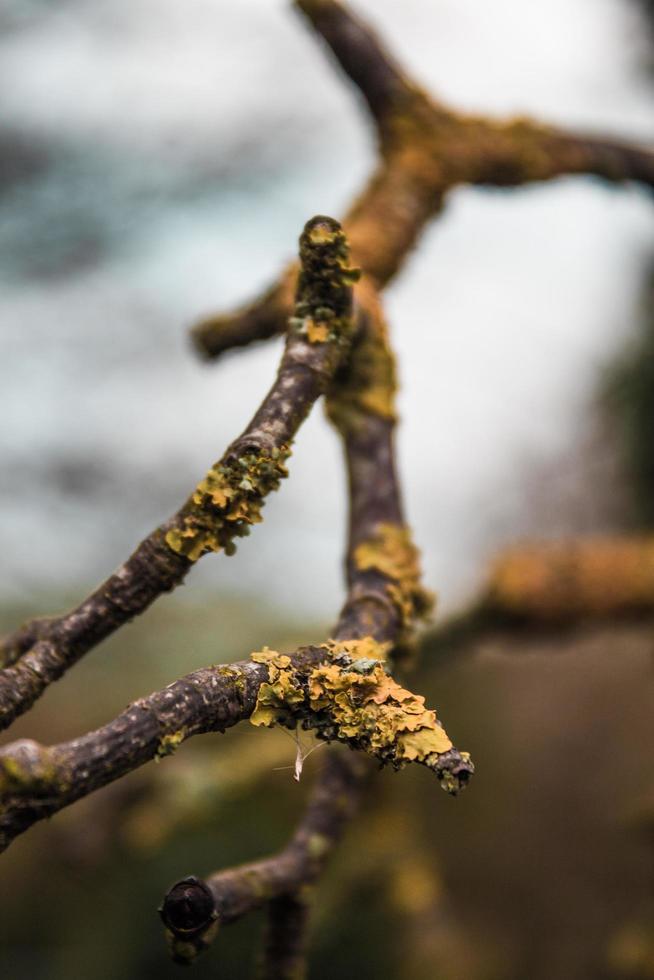 líquen crescendo em galho de árvore foto