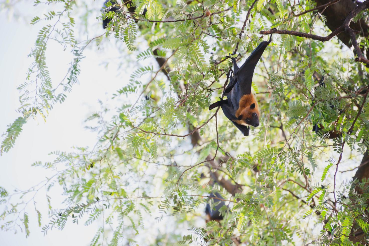 vida dos morcegos na floresta foto