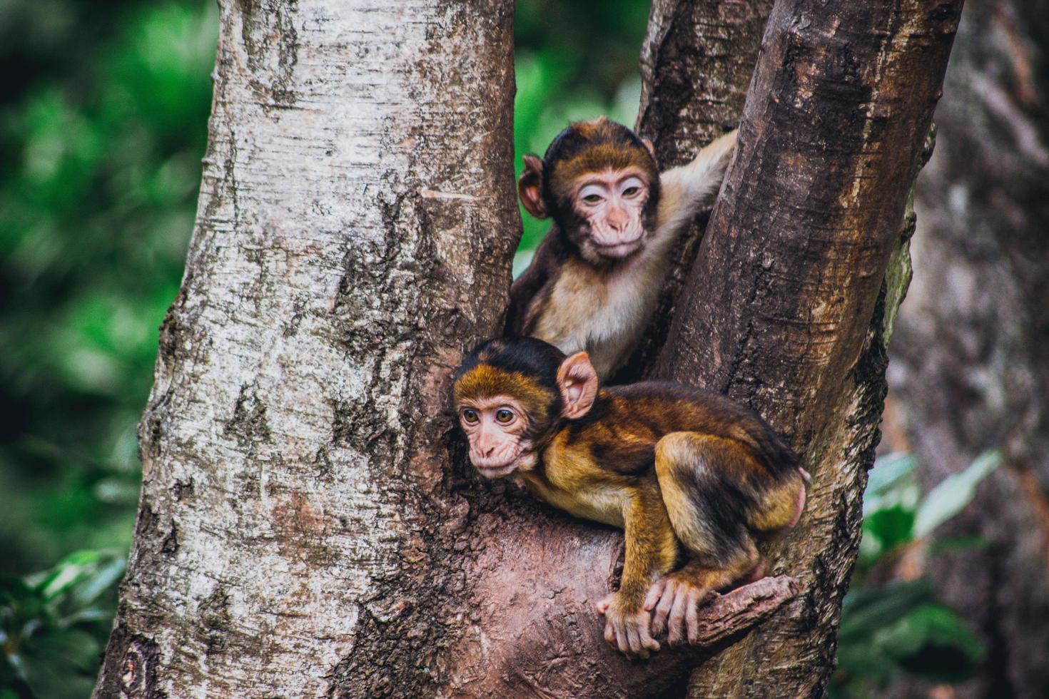 dois macacos marrons em uma árvore foto