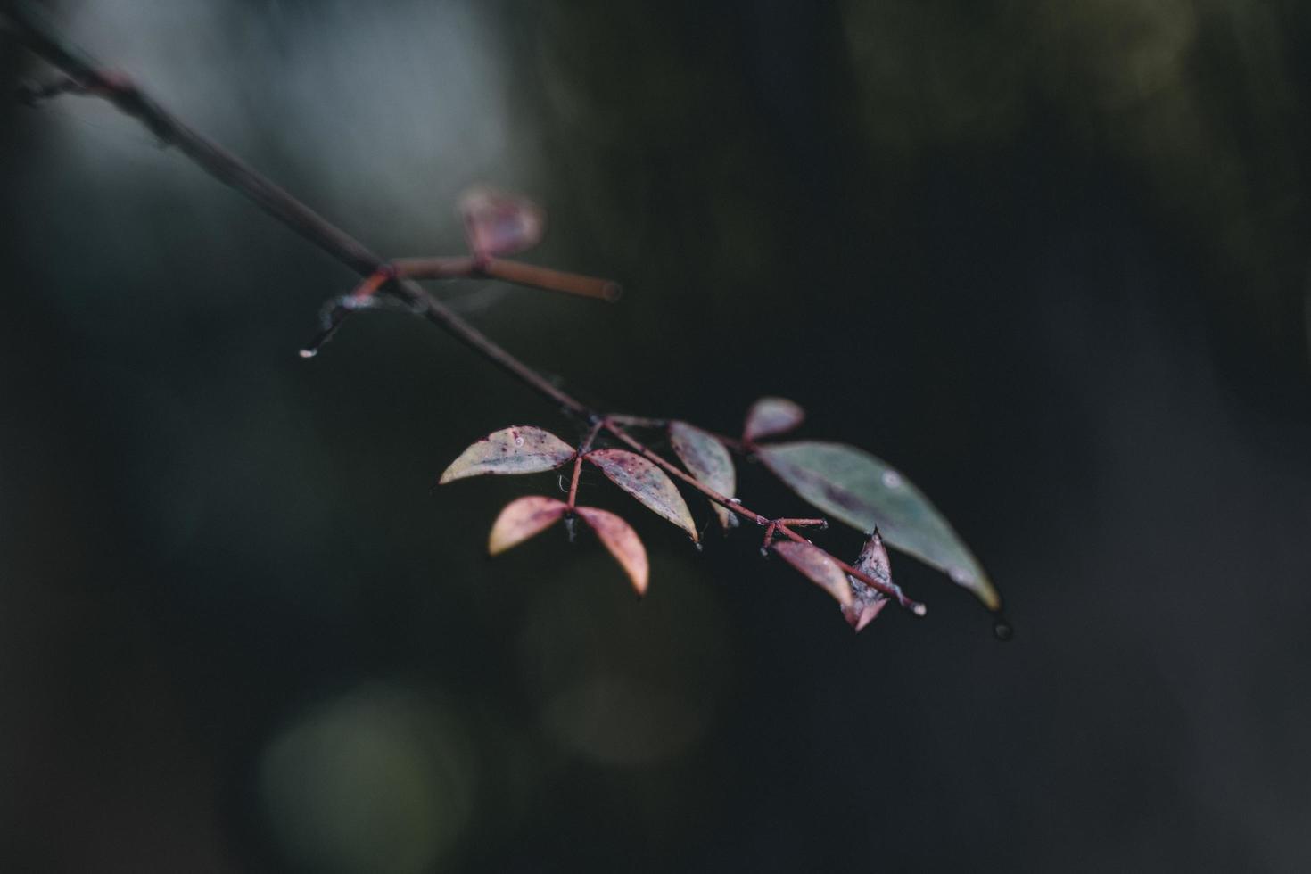 plantas de folhas verdes foto