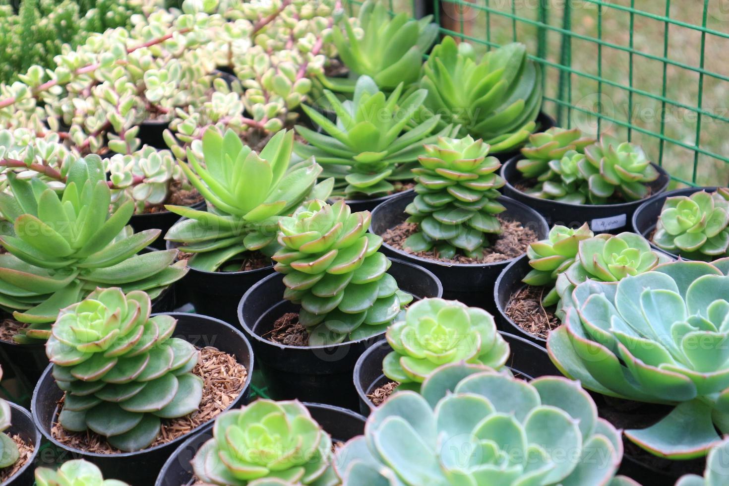 echeveria elegans que é uma planta suculenta, folhas perenes juntas e em forma de rosa, cercando um talo rosa. foto