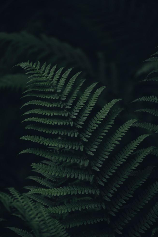 planta de samambaia verde em fotografia de perto foto