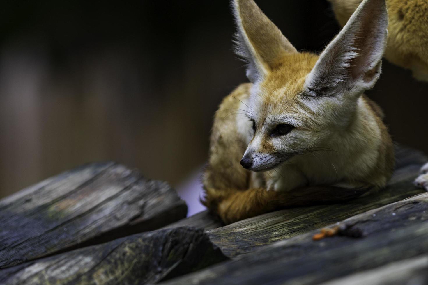 close-up de kit fox foto