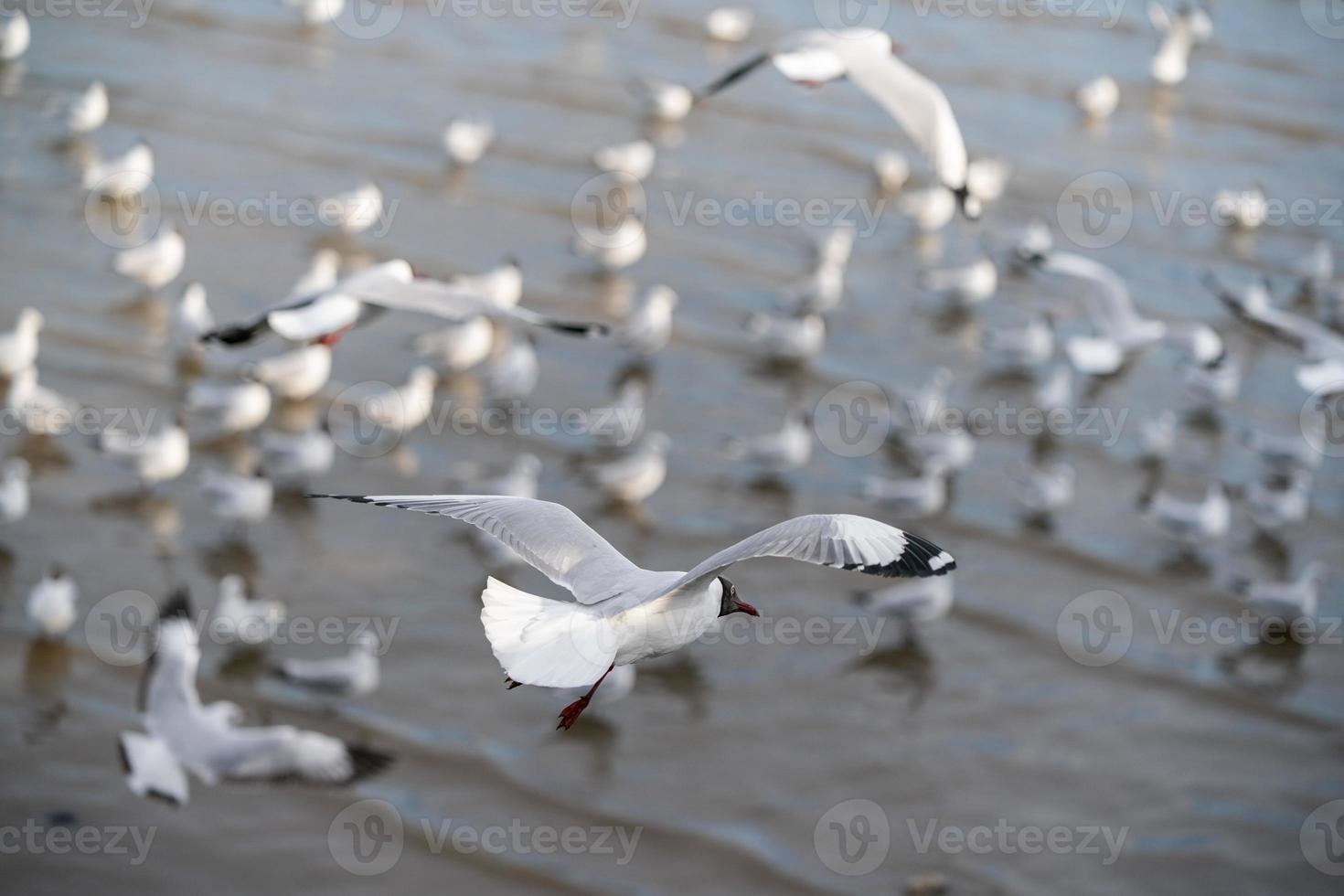 gaivota voando, sobre o oceano. foto