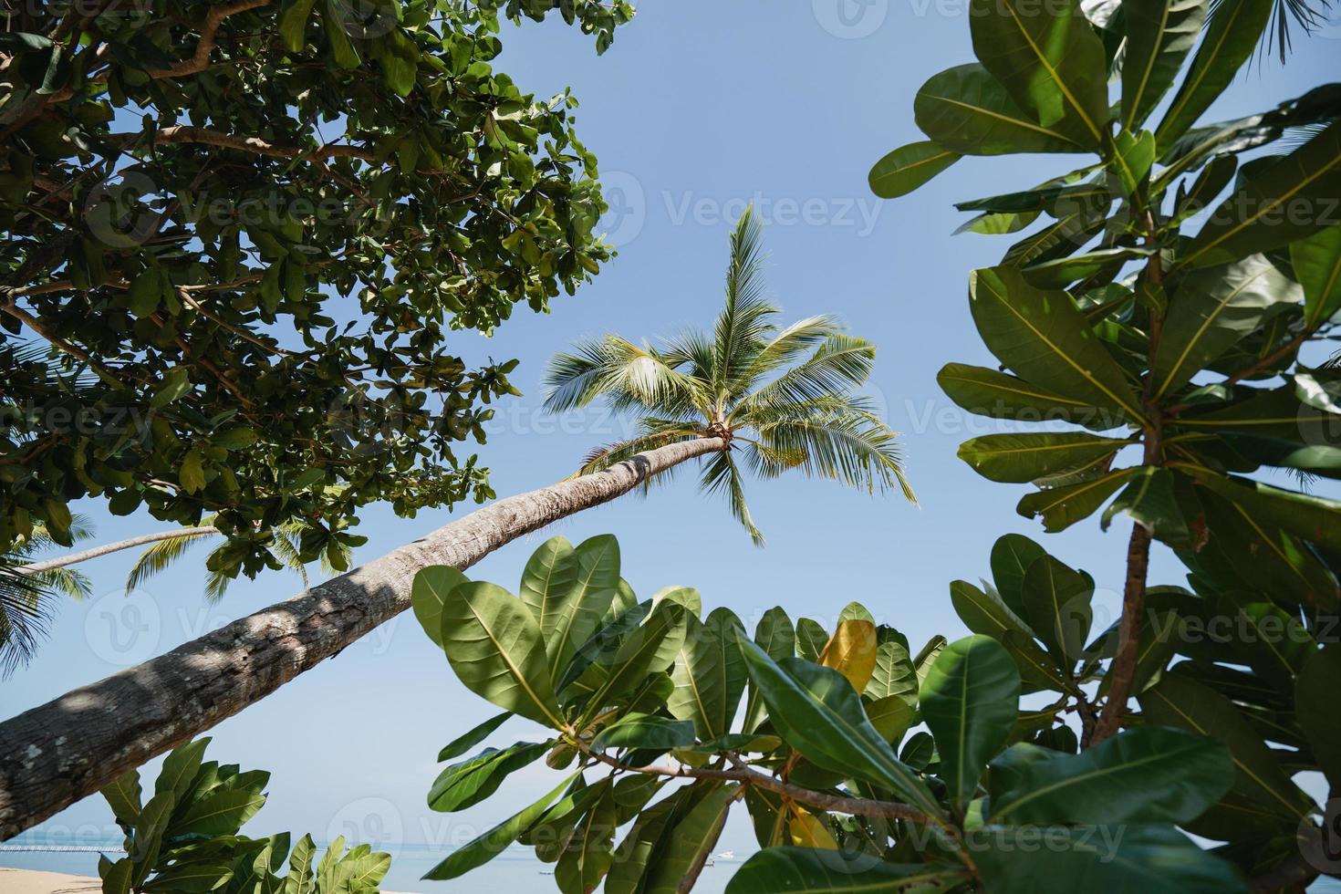 palmeira de coco na praia com céu azul. foto