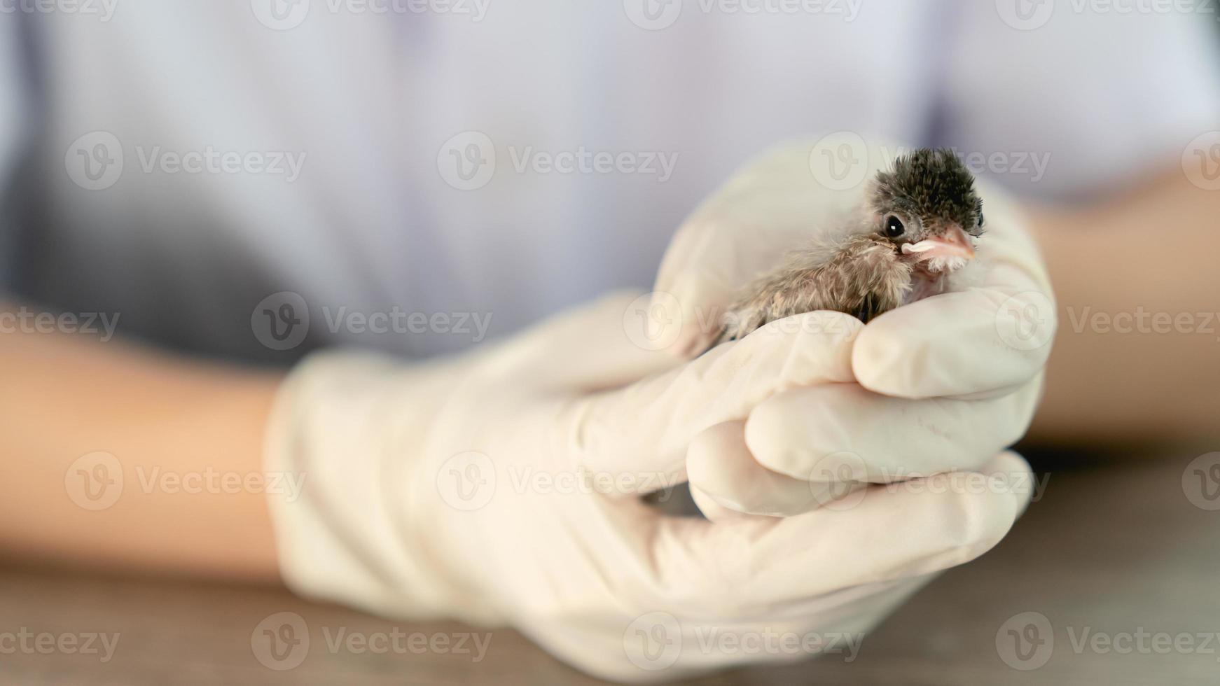 close-up de mãos de veterinários em luvas cirúrgicas segurando um pequeno pássaro, depois de atacado e ferido por um gato. foto